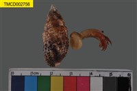 藏品(澤蟹屬)的圖片